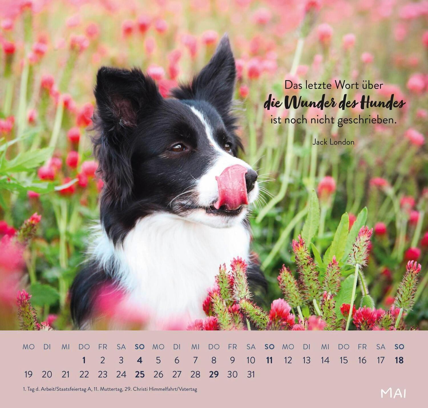 Bild: 4036442011867 | Wandkalender 2025: Für Hundefreunde | Groh Verlag | Kalender | 12 S.