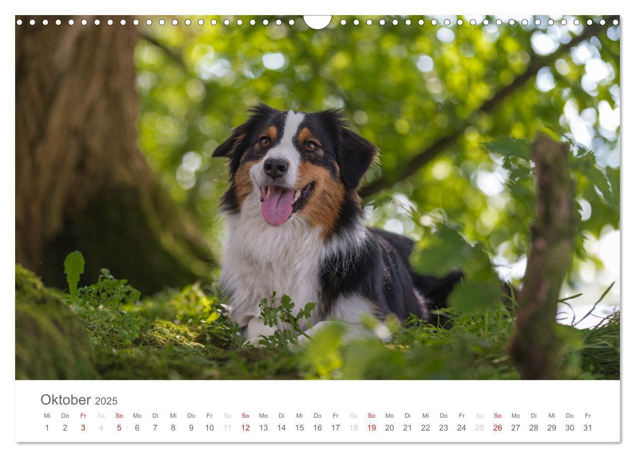 Bild: 9783435672639 | Australian Shepherd 2025 (Wandkalender 2025 DIN A3 quer), CALVENDO...