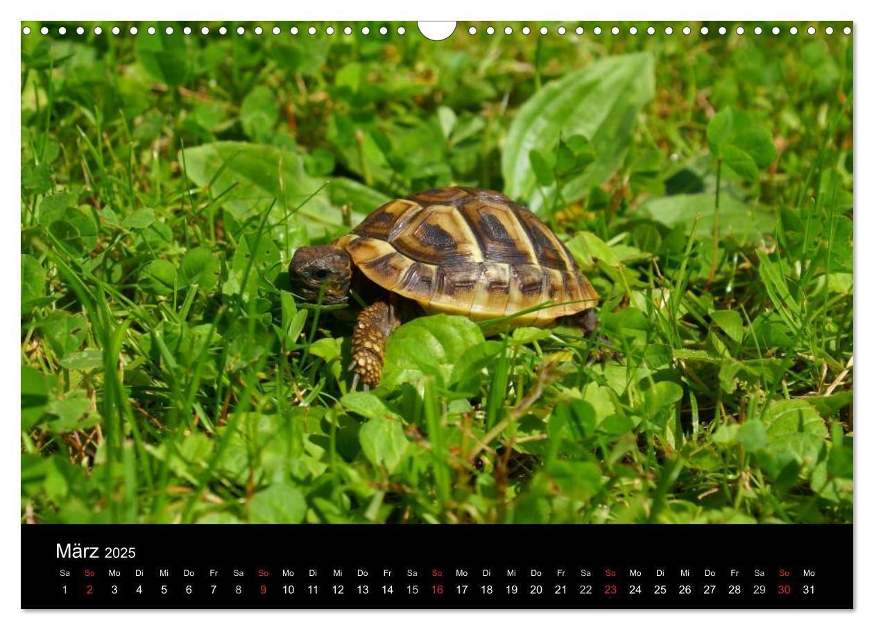 Bild: 9783435763719 | Das Leben der Schildkröten (Wandkalender 2025 DIN A3 quer),...