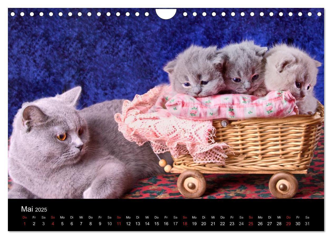 Bild: 9783435833924 | Britisch Kurzhaar Katzen (Wandkalender 2025 DIN A4 quer), CALVENDO...