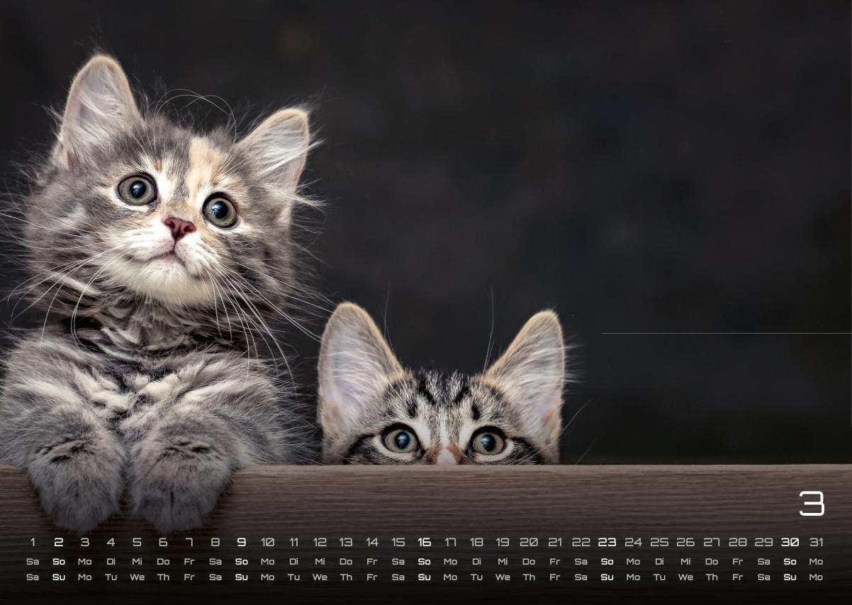 Bild: 9783986733889 | Miau Kids - kleine Tiger ganz groß - Der Katzenkalender - 2025 -...