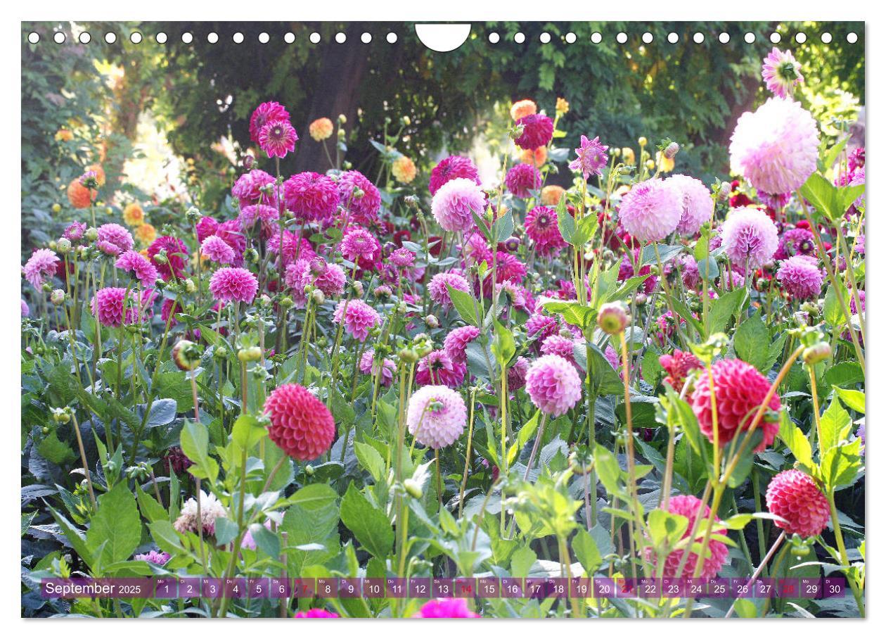 Bild: 9783435173181 | Beschwingte Blumenwelt (Wandkalender 2025 DIN A4 quer), CALVENDO...