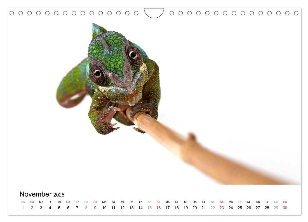 Bild: 9783435819423 | Der kleine Gecko und seine Freunde (Wandkalender 2025 DIN A4 quer),...