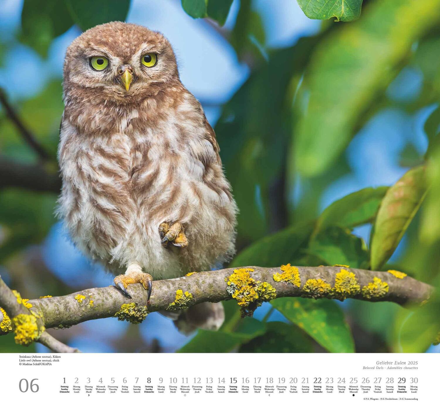 Bild: 4250809653358 | Geliebte Eulen 2025 - DUMONT Wandkalender - mit den wichtigsten...