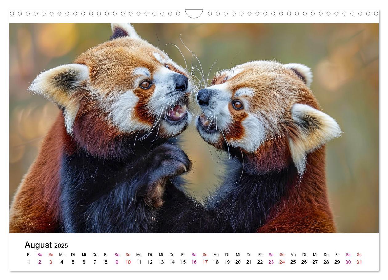 Bild: 9783457137185 | Der Rote Panda (Wandkalender 2025 DIN A3 quer), CALVENDO...