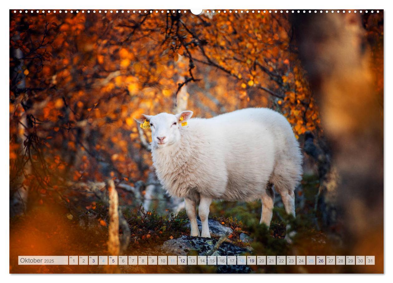 Bild: 9783435184422 | Schafe - Raues Wetter, weiche Wolle (Wandkalender 2025 DIN A2...