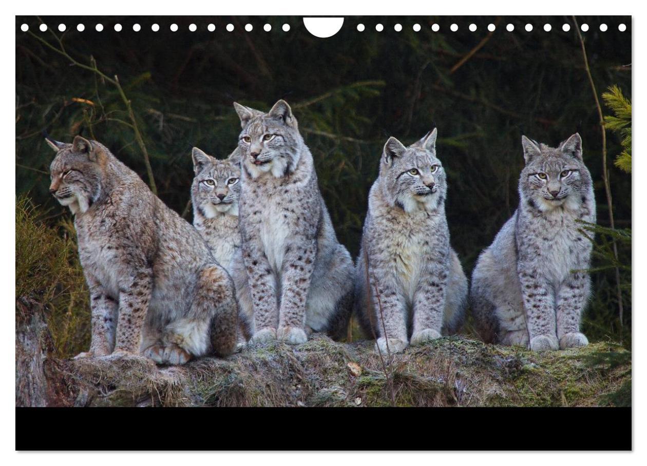 Bild: 9783435736645 | Der Luchs (Wandkalender 2025 DIN A4 quer), CALVENDO Monatskalender