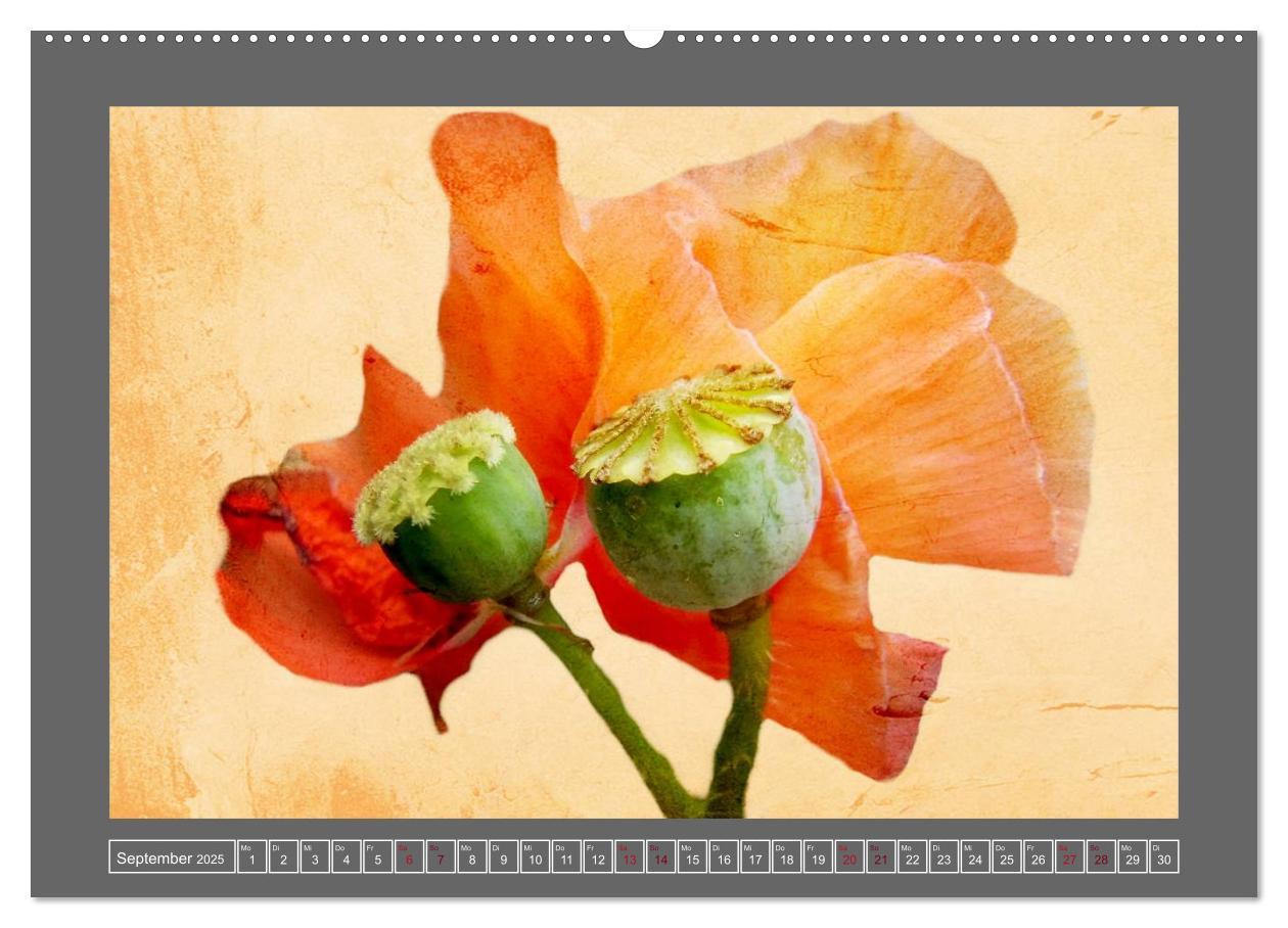 Bild: 9783435835102 | Blumen für dich (Wandkalender 2025 DIN A2 quer), CALVENDO...