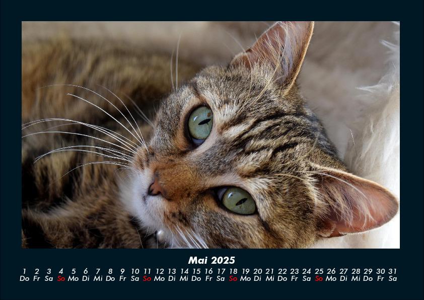 Bild: 9783755970750 | Für Katzenfreunde 2025 Fotokalender DIN A4 | Tobias Becker | Kalender