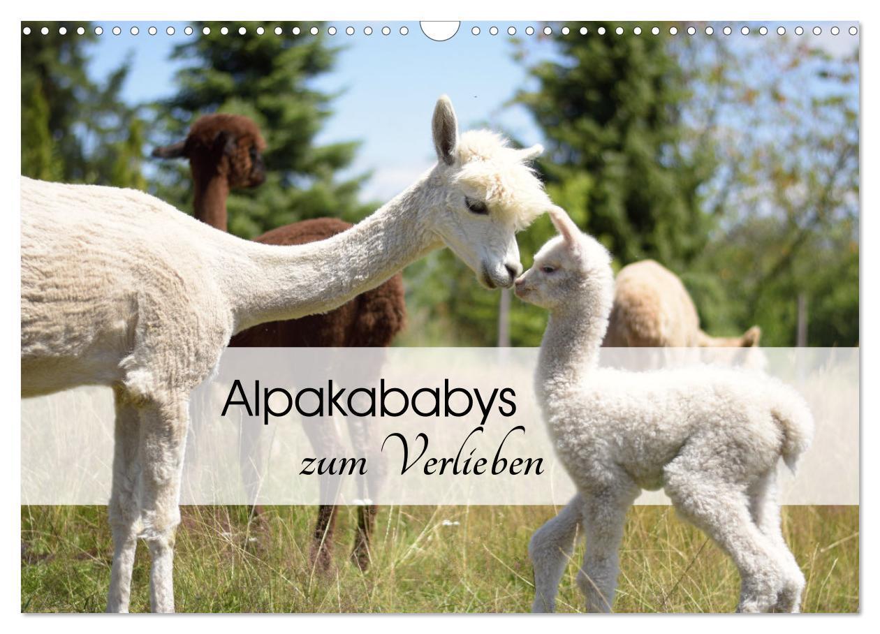 Cover: 9783383940231 | Alpakababys zum Verlieben (Wandkalender 2025 DIN A3 quer), CALVENDO...