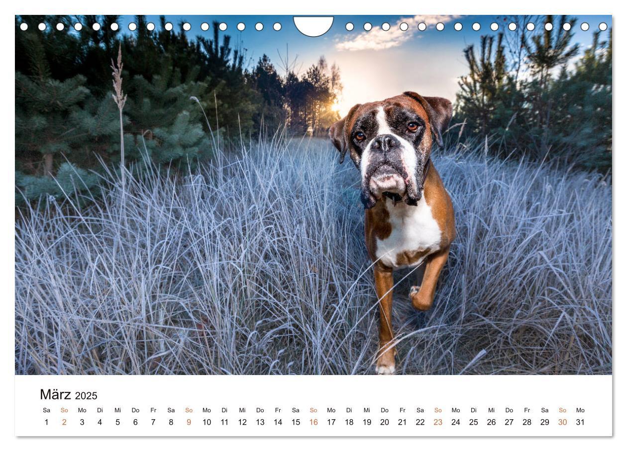 Bild: 9783435160907 | Deutscher Boxer (Wandkalender 2025 DIN A4 quer), CALVENDO...