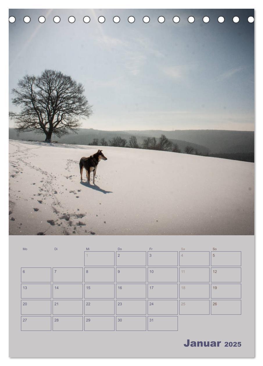 Bild: 9783457051276 | Kurzhaarcollies (Tischkalender 2025 DIN A5 hoch), CALVENDO...