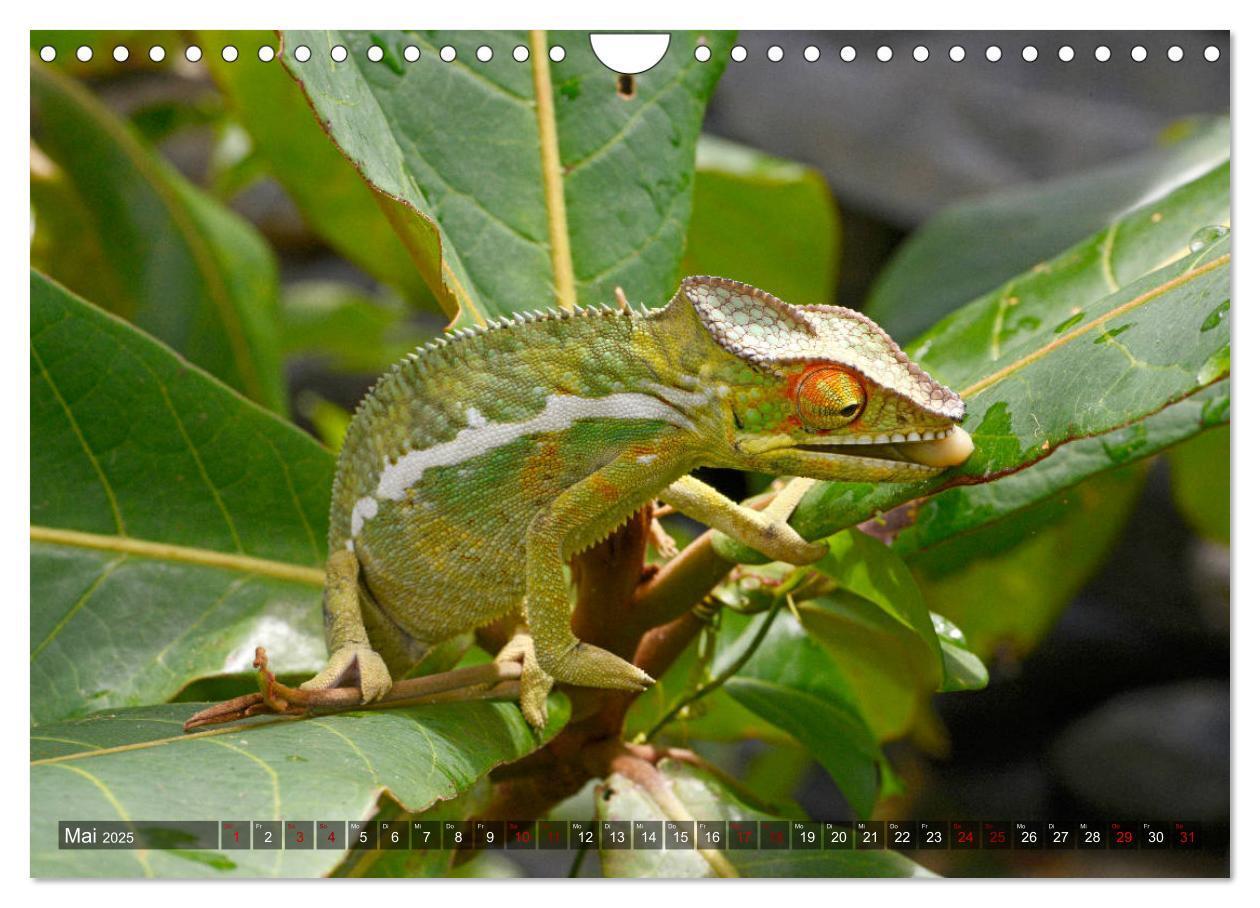 Bild: 9783435280896 | Reptilien auf Madagaskar (Wandkalender 2025 DIN A4 quer), CALVENDO...