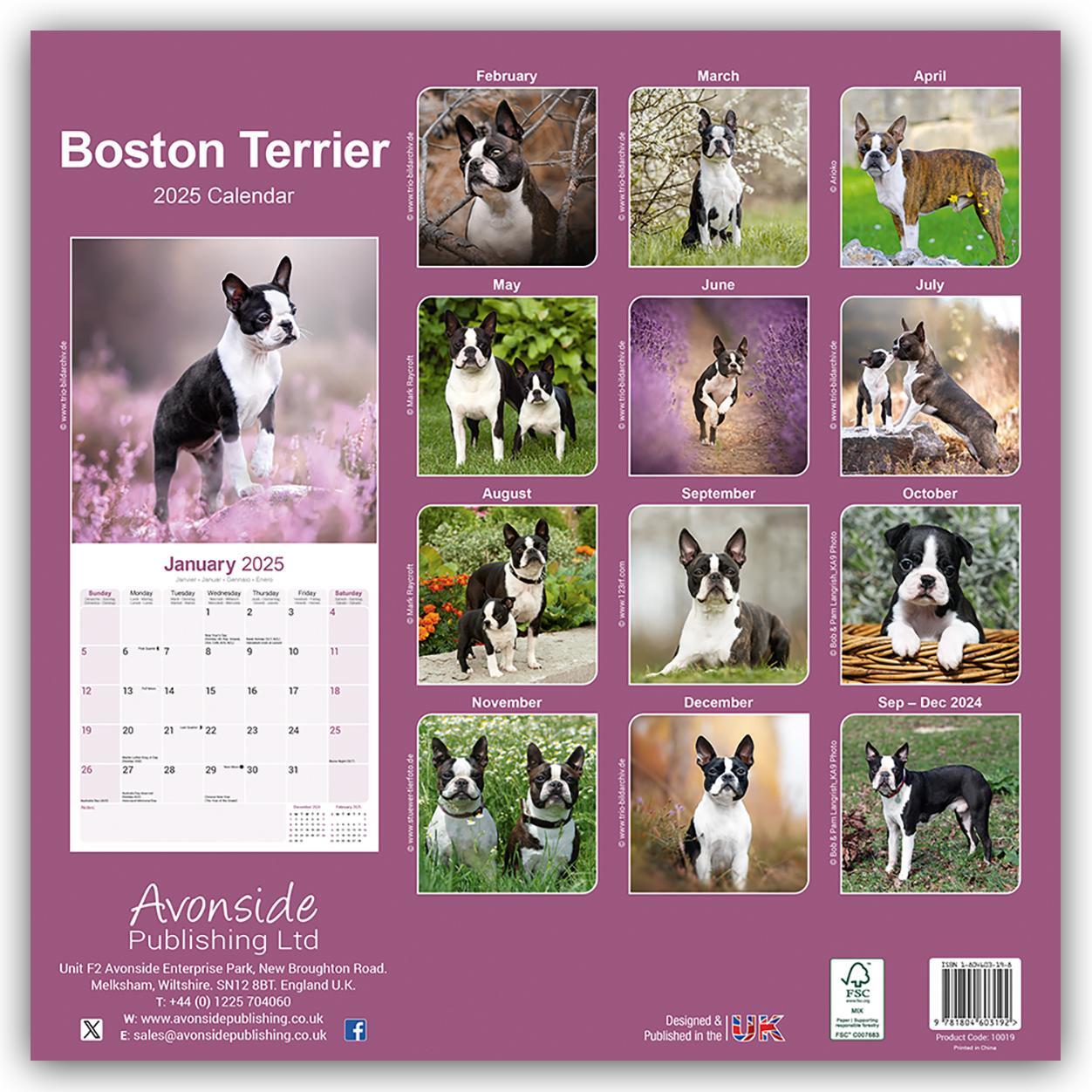 Rückseite: 9781804603192 | Boston Terrier 2025 - 16-Monatskalender | Avonside Publishing Ltd