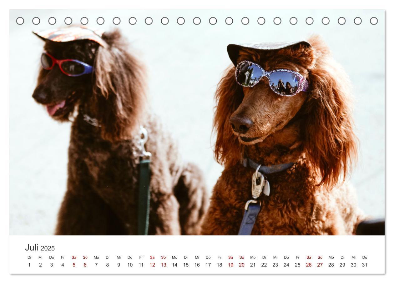 Bild: 9783383928758 | Pudel - Die flauschigen Lockenköpfe. (Tischkalender 2025 DIN A5...