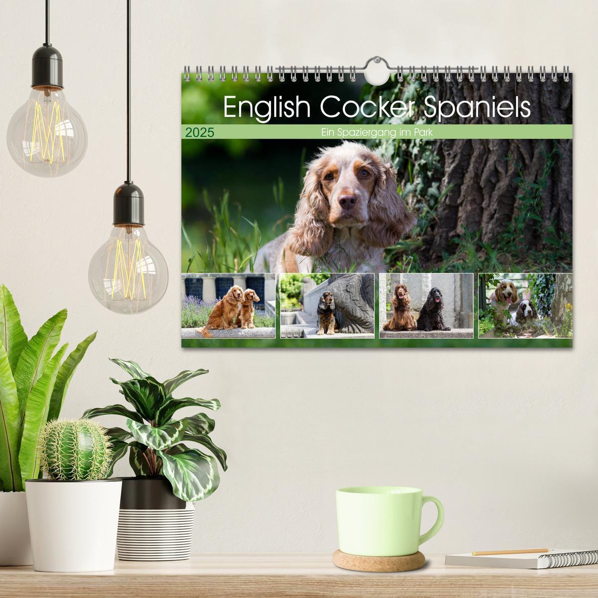 Bild: 9783435447930 | English Cocker Spaniels - Ein Spaziergang im Park (Wandkalender...