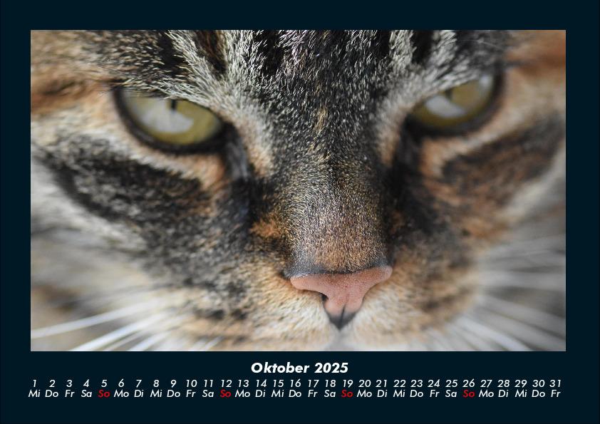 Bild: 9783755970750 | Für Katzenfreunde 2025 Fotokalender DIN A4 | Tobias Becker | Kalender