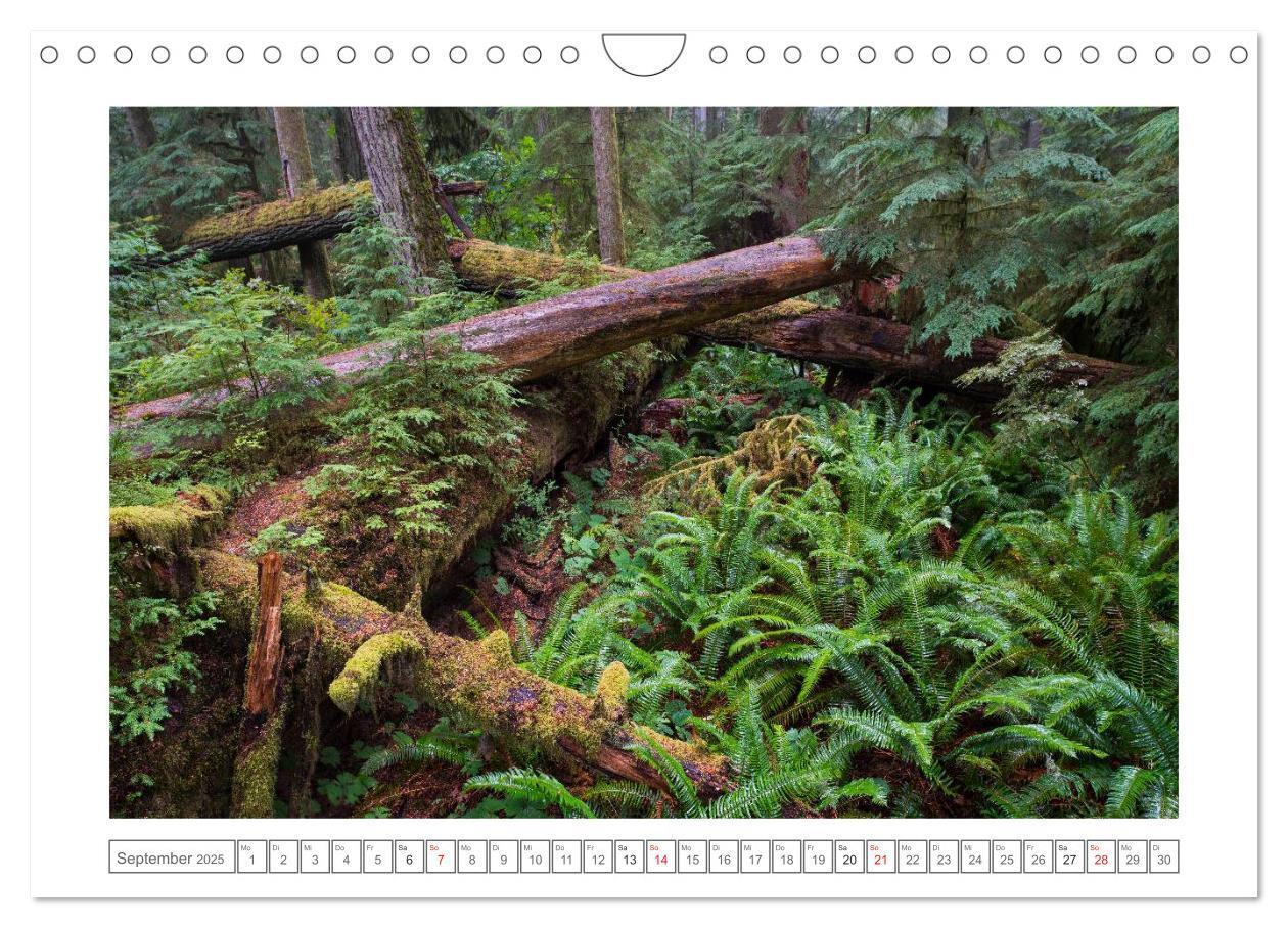 Bild: 9783435508068 | Vancouver Island (Wandkalender 2025 DIN A4 quer), CALVENDO...