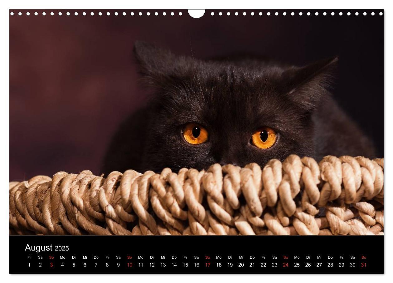 Bild: 9783435488032 | Schokoladige Britisch Kurzhaar Katzen (Wandkalender 2025 DIN A3...