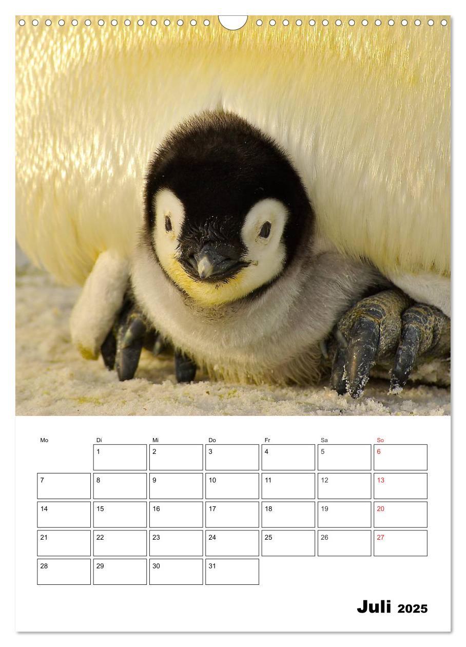 Bild: 9783457035238 | Pinguine. Familienglück im Eis (Wandkalender 2025 DIN A3 hoch),...