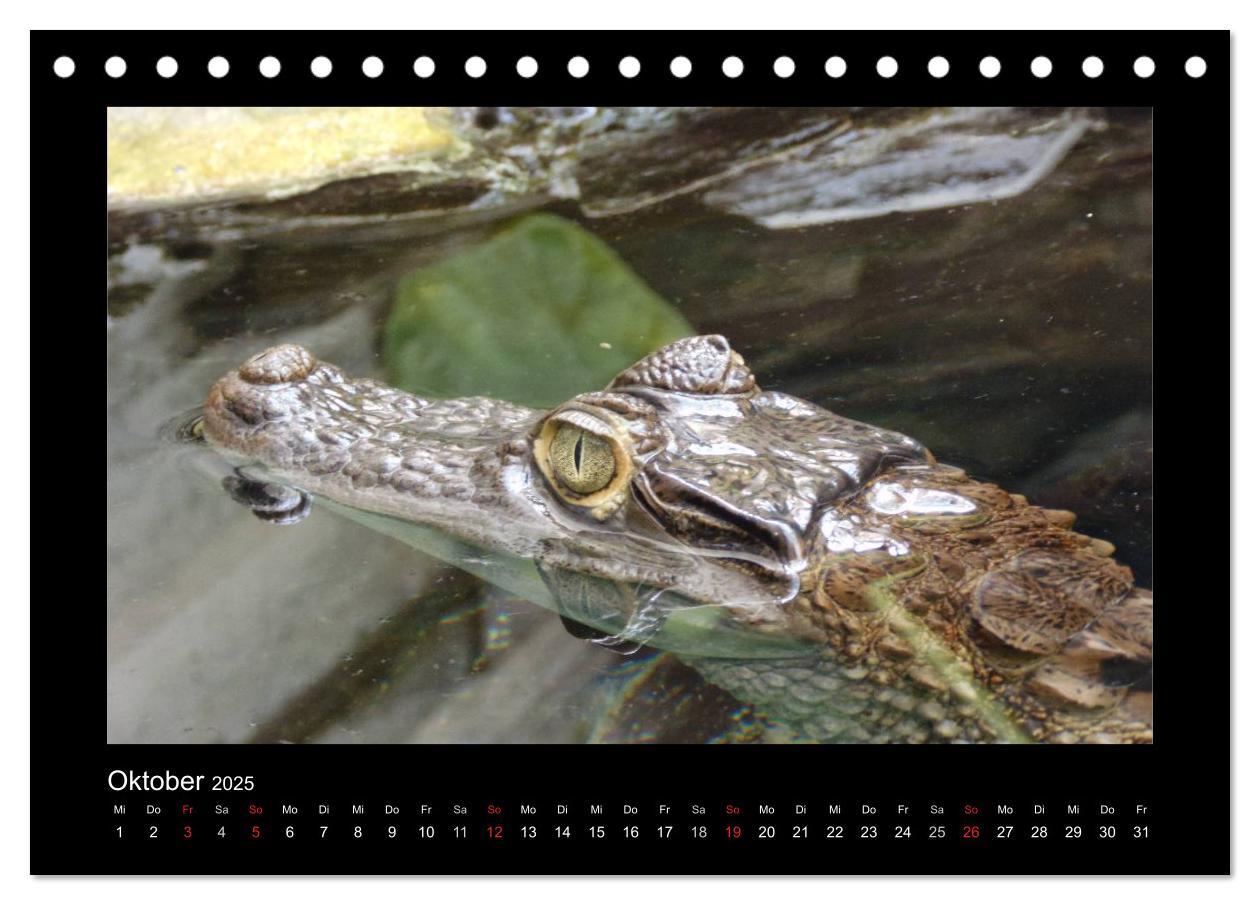 Bild: 9783435806256 | Faszinierende Reptilien (Tischkalender 2025 DIN A5 quer), CALVENDO...