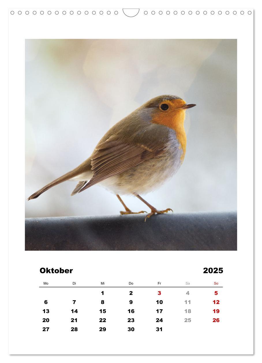 Bild: 9783435929627 | Rotkehlchen, süße kleine Knutschkugeln (Wandkalender 2025 DIN A3...