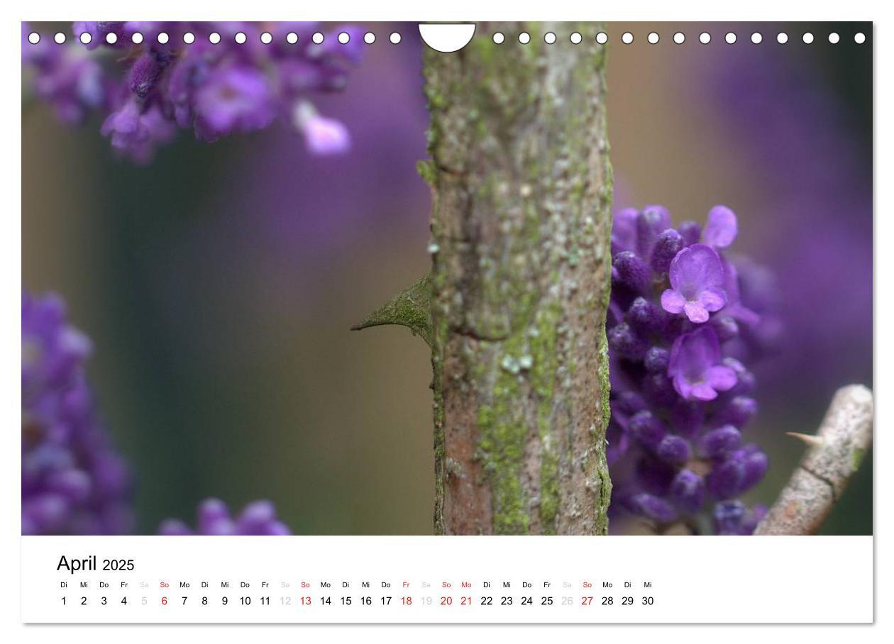 Bild: 9783435694761 | Zarte Natur 2025 (Wandkalender 2025 DIN A4 quer), CALVENDO...