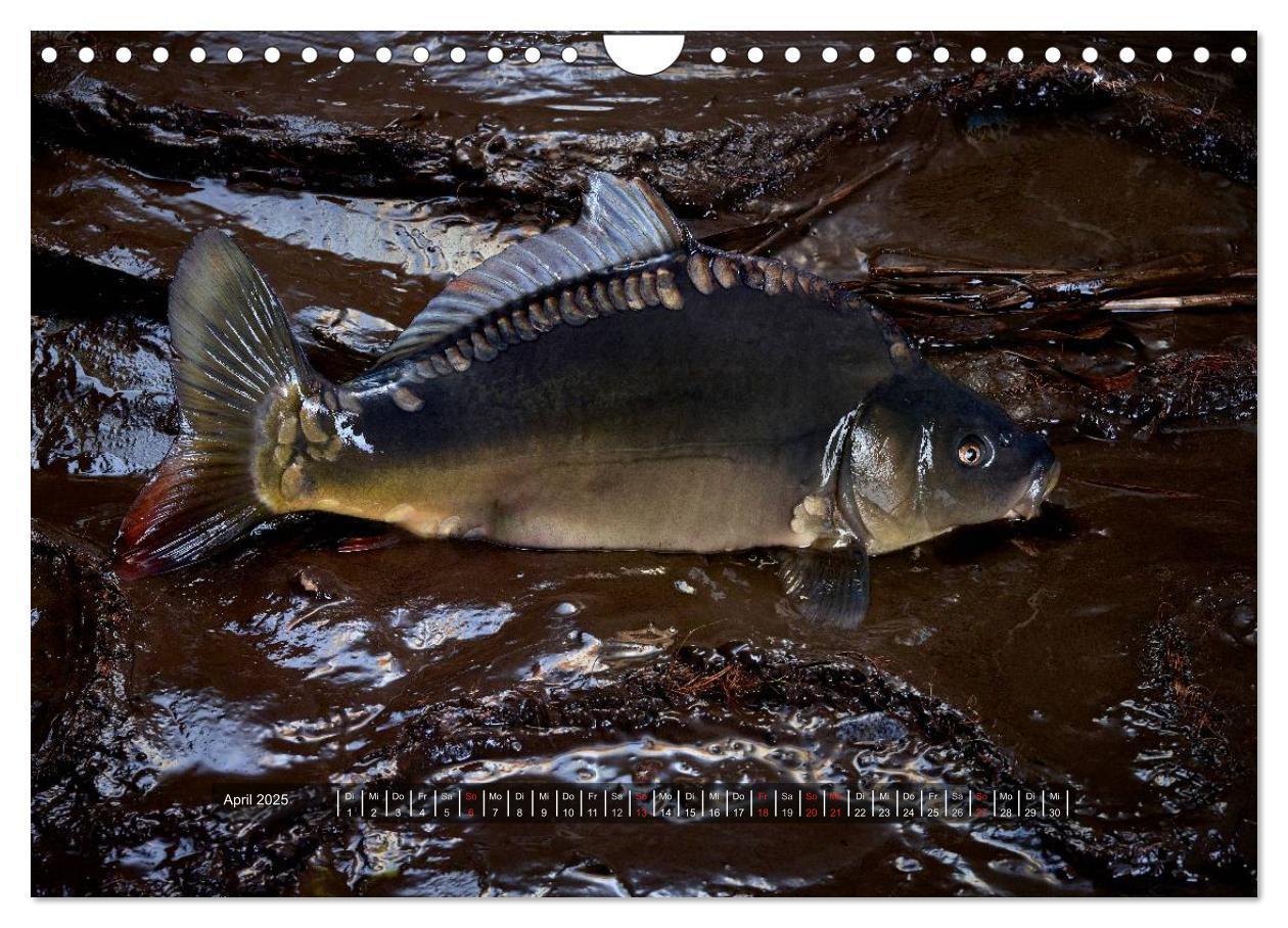 Bild: 9783435499090 | UNSER FISCH. SÜßWASSER. (Wandkalender 2025 DIN A4 quer), CALVENDO...