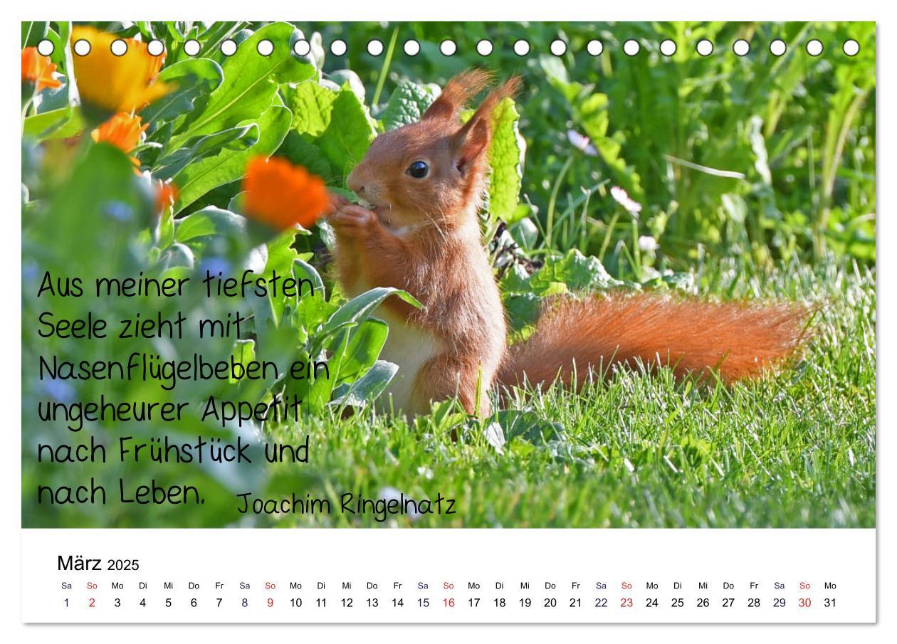 Bild: 9783435433247 | Der literarische Eichhörnchen-Kalender (Tischkalender 2025 DIN A5...