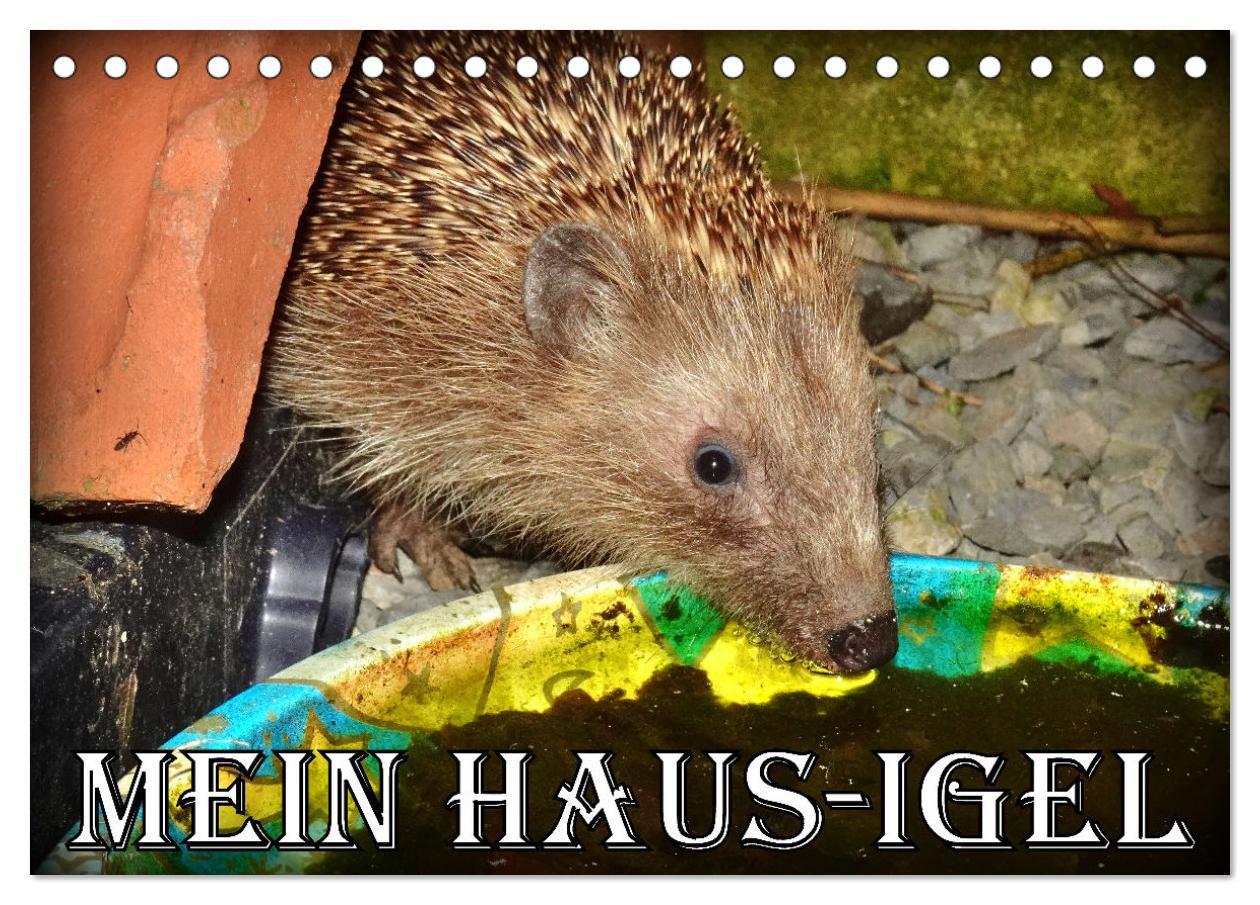 Cover: 9783457146309 | Mein Haus-Igel (Tischkalender 2025 DIN A5 quer), CALVENDO...