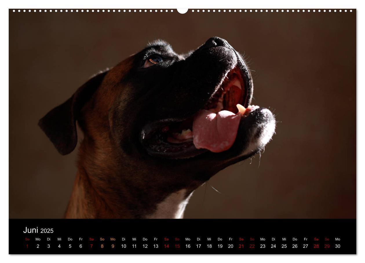 Bild: 9783435435876 | Liebenswerte Boxer (Wandkalender 2025 DIN A2 quer), CALVENDO...