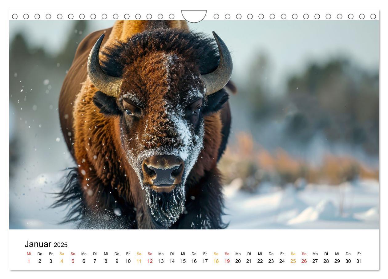 Bild: 9783457238349 | Büffel - Ikonen der Wildnis (Wandkalender 2025 DIN A4 quer),...