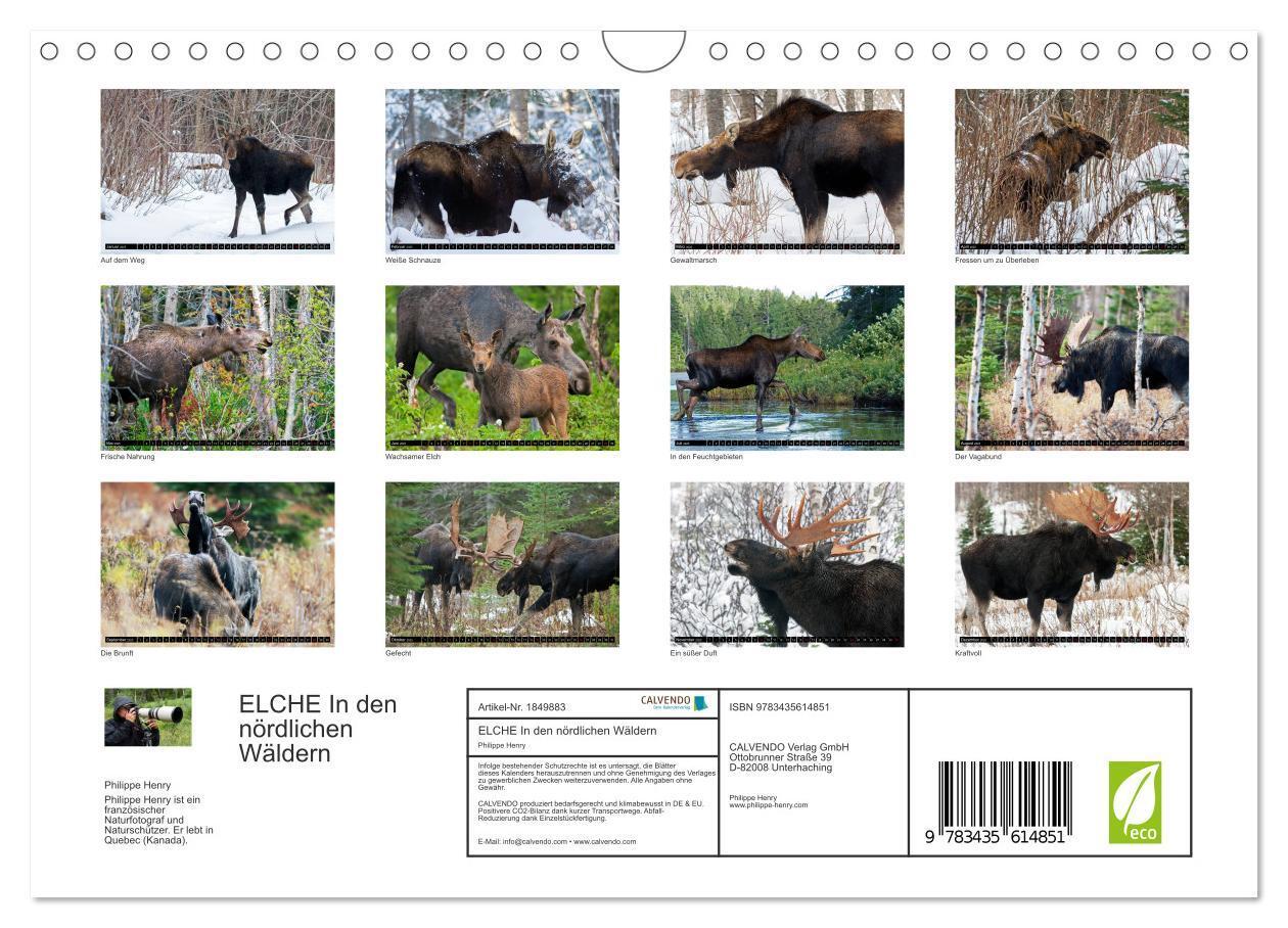 Bild: 9783435614851 | ELCHE In den nördlichen Wäldern (Wandkalender 2025 DIN A4 quer),...