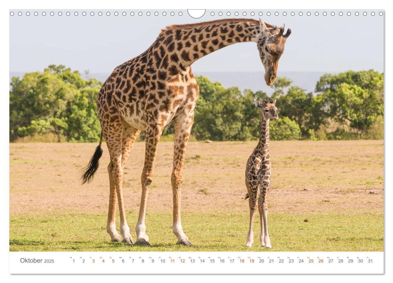 Bild: 9783435291960 | Safari Kenia (Wandkalender 2025 DIN A3 quer), CALVENDO Monatskalender