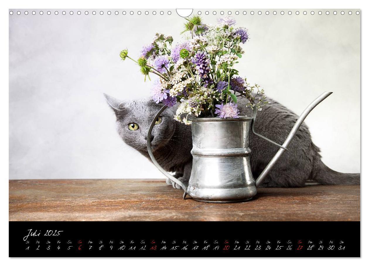 Bild: 9783435837335 | Katzen 2025 (Wandkalender 2025 DIN A3 quer), CALVENDO Monatskalender