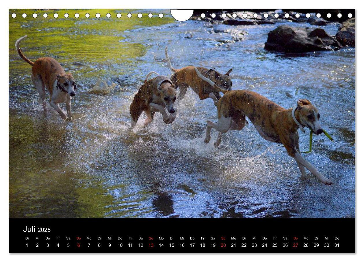 Bild: 9783435651290 | Whippet 2025 (Wandkalender 2025 DIN A4 quer), CALVENDO Monatskalender