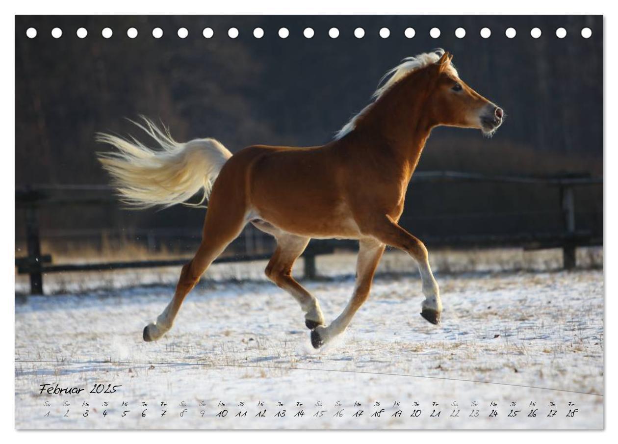 Bild: 9783435504121 | Haflinger-Pferde in Reinzucht (Tischkalender 2025 DIN A5 quer),...