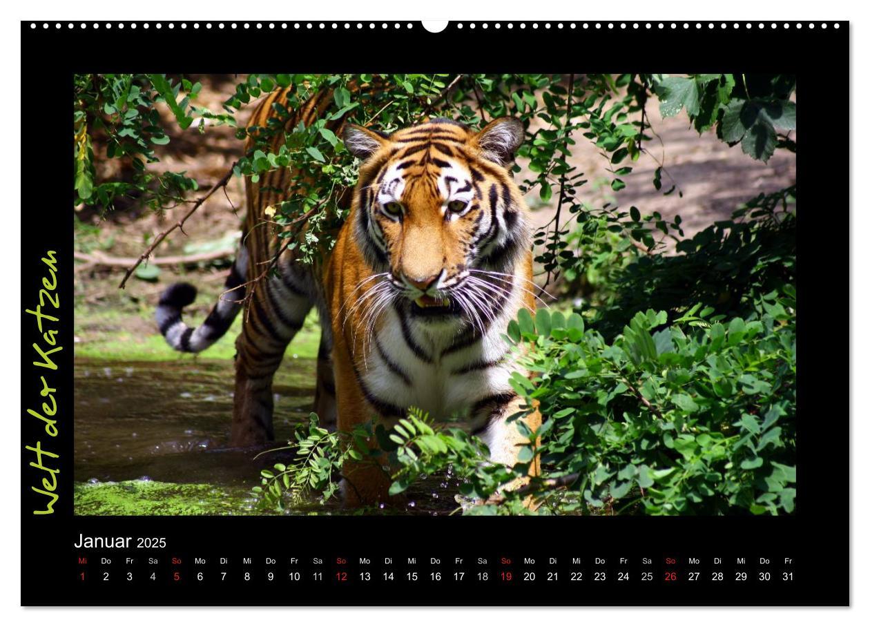 Bild: 9783435774920 | Welt der Katzen - Tiger (Wandkalender 2025 DIN A2 quer), CALVENDO...