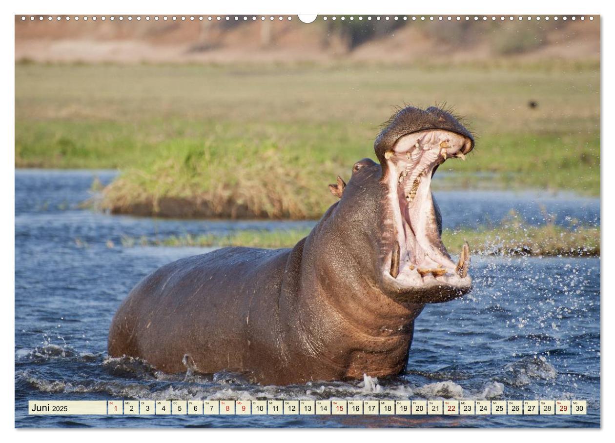 Bild: 9783435418640 | Afrika. Botswanas wundervolle Tierwelt (Wandkalender 2025 DIN A2...