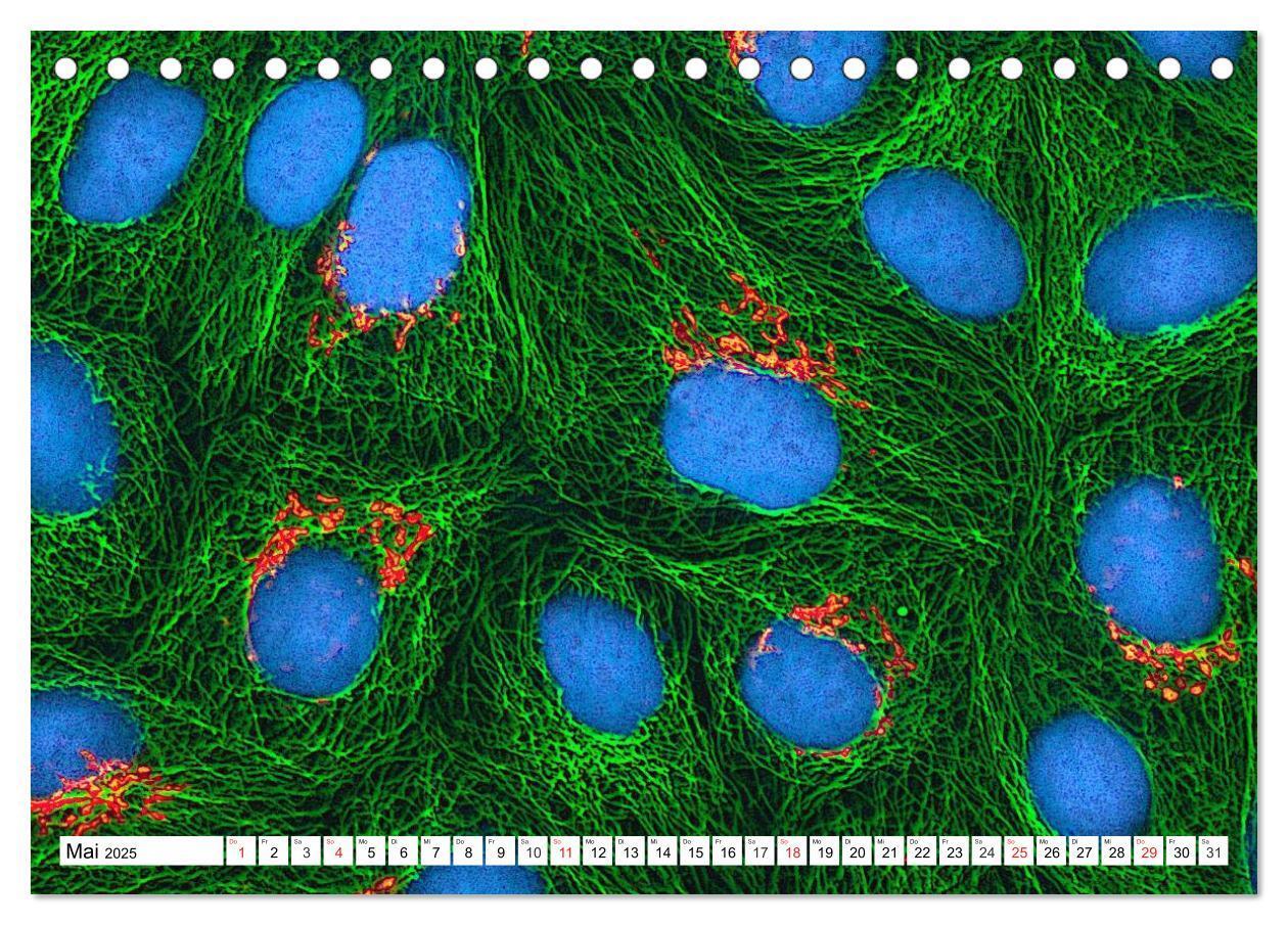 Bild: 9783435482832 | Mikrobiologie. Mikroorganismen, Genetik und Zellen (Tischkalender...