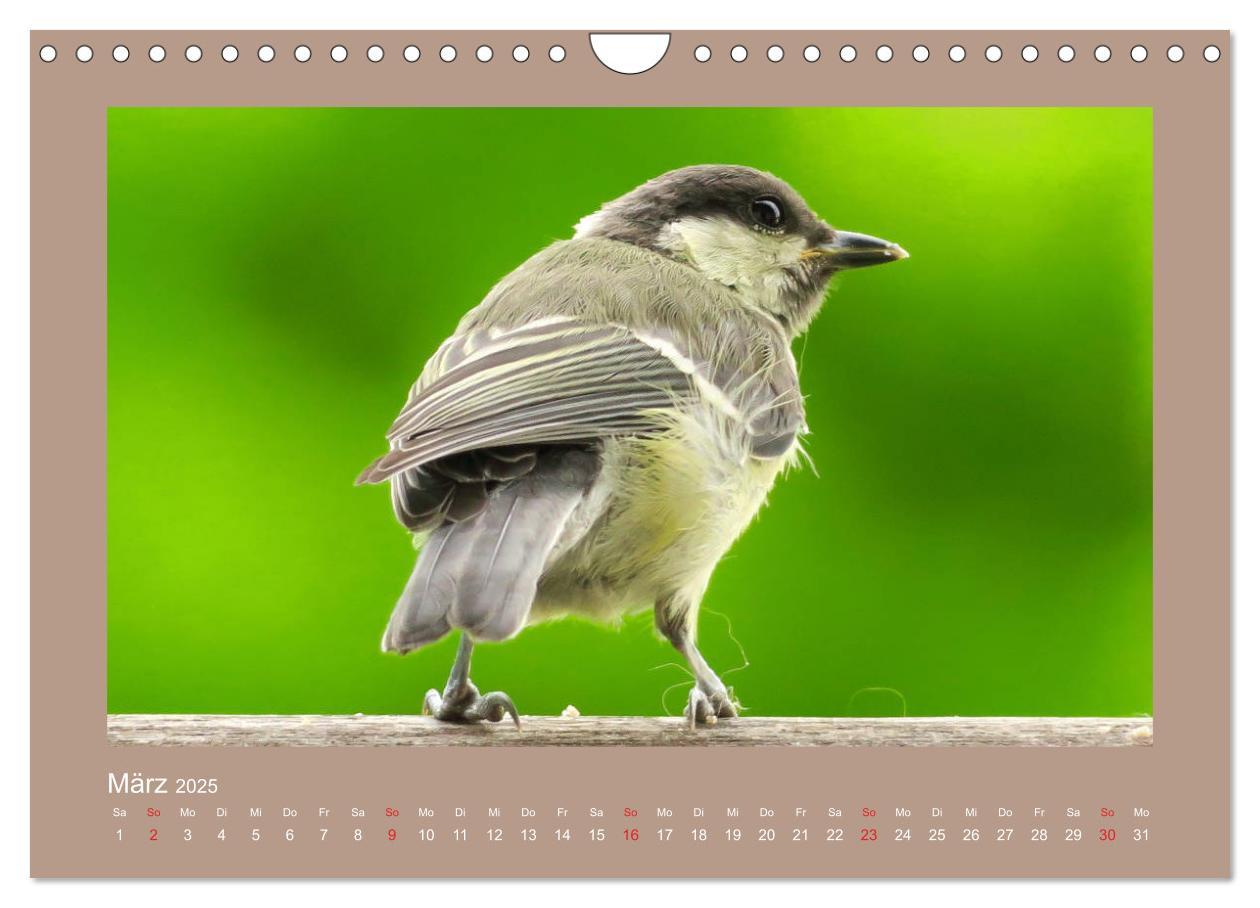 Bild: 9783435206049 | Vogelporträts - Heimische Vögel auf meinem Balkon (Wandkalender...