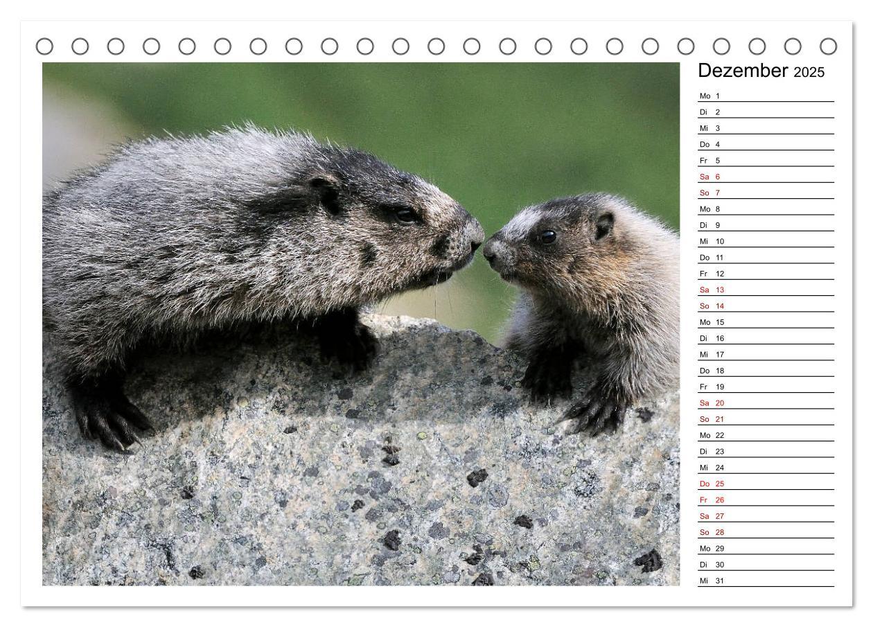 Bild: 9783435396306 | Murmeltiere in Nordamerika (Tischkalender 2025 DIN A5 quer),...