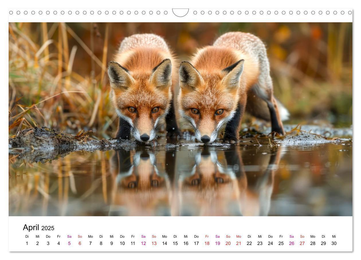 Bild: 9783383815157 | Fuchs - schöne Momente (Wandkalender 2025 DIN A3 quer), CALVENDO...