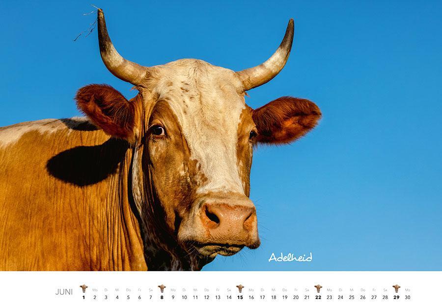 Bild: 9783966648226 | Kühe Kalender 2025 Wandkalender | J. -L. Klein (u. a.) | Kalender