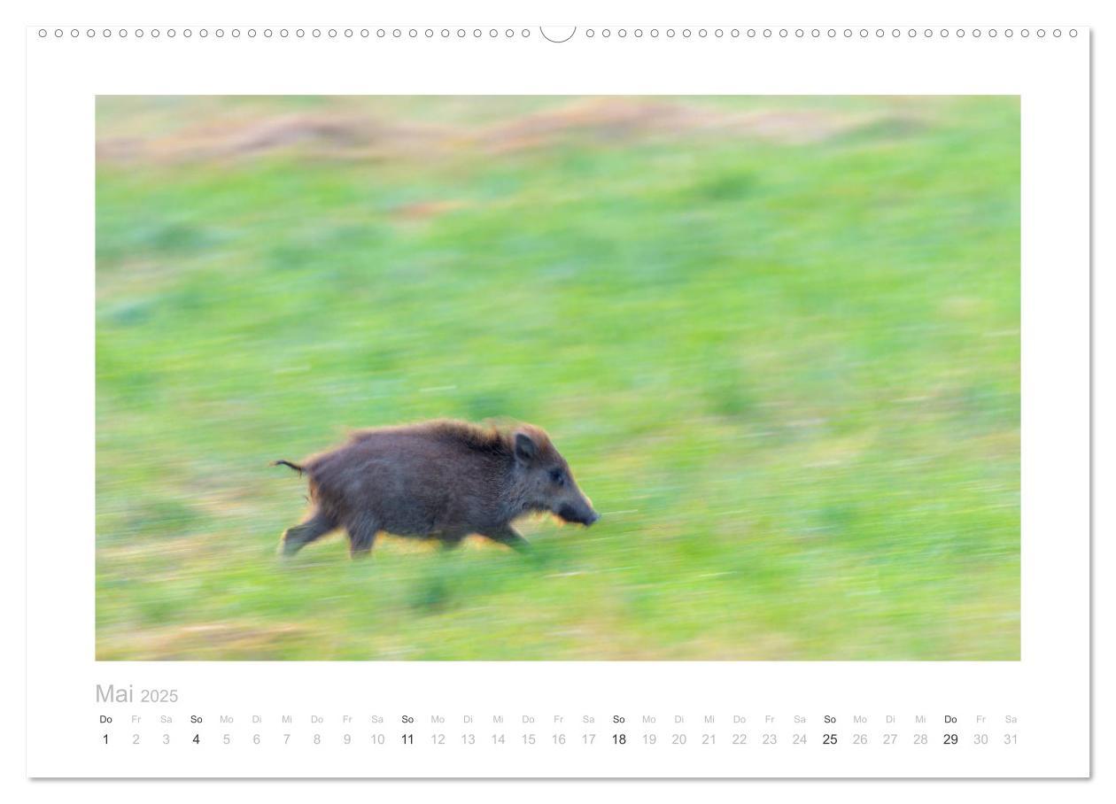 Bild: 9783383947681 | Wildschweine ¿ Wildlife Fotografien (Wandkalender 2025 DIN A2...