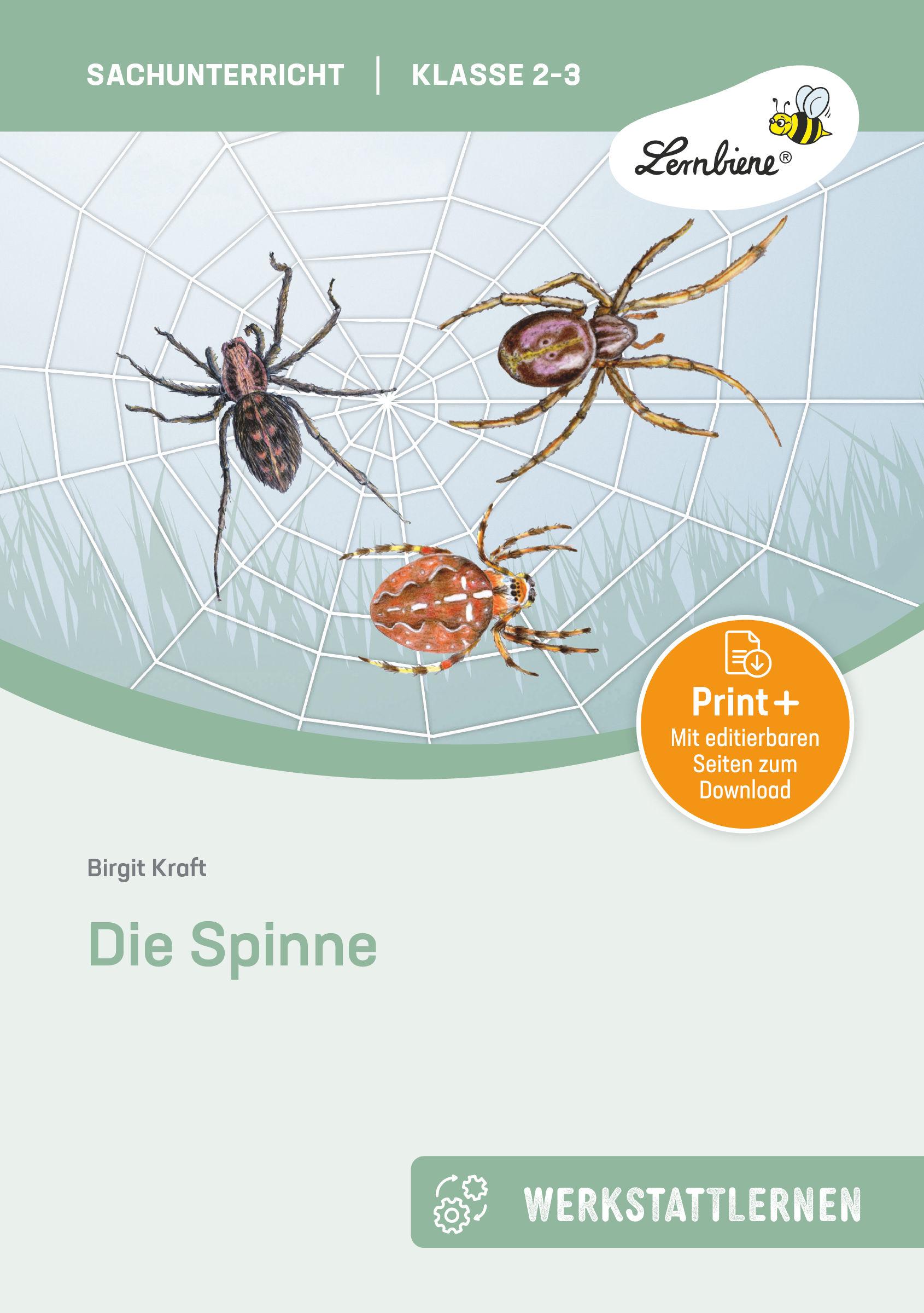 Cover: 9783746805757 | Die Spinne | (2. und 3. Klasse) | Birgit Kraft | Taschenbuch | 53 S.