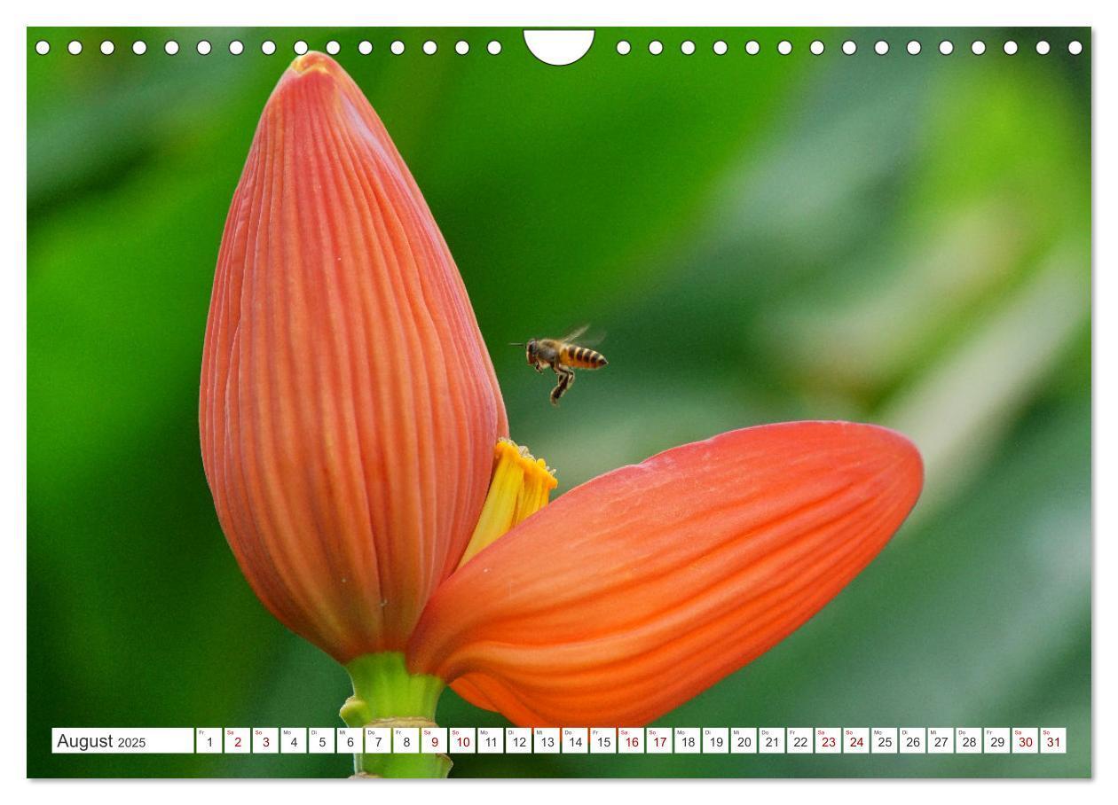 Bild: 9783435052356 | Asiatische Blumenpracht (Wandkalender 2025 DIN A4 quer), CALVENDO...