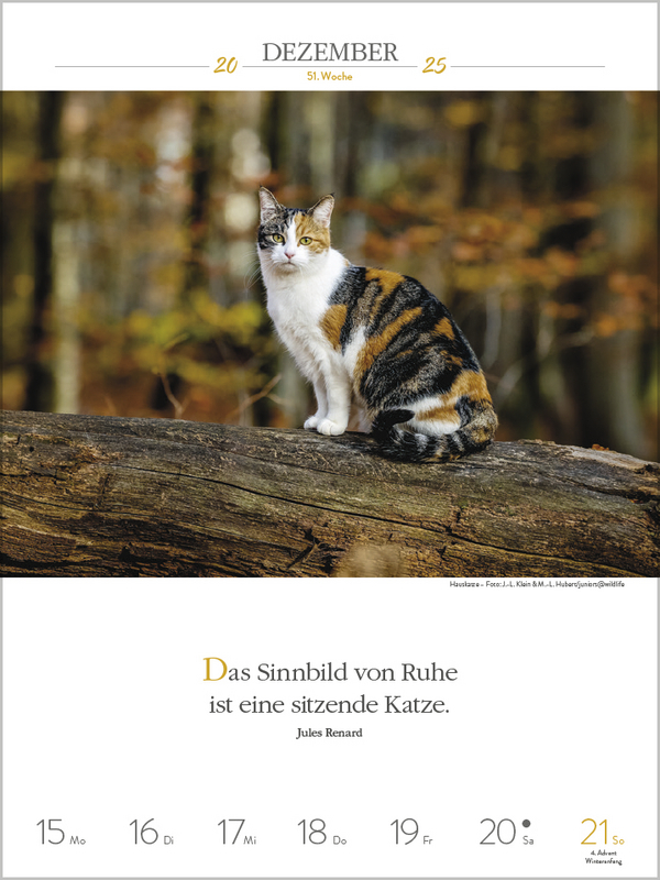 Bild: 9783731877226 | Literaturkalender Katzen 2025 | Korsch Verlag | Kalender | 54 S.