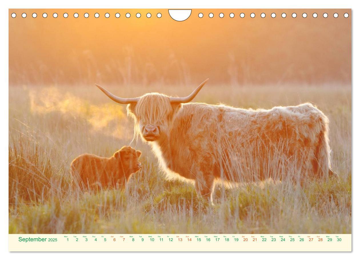 Bild: 9781325956616 | The Hairy Cow Calendar (Wall Calendar 2025 DIN A4 landscape),...