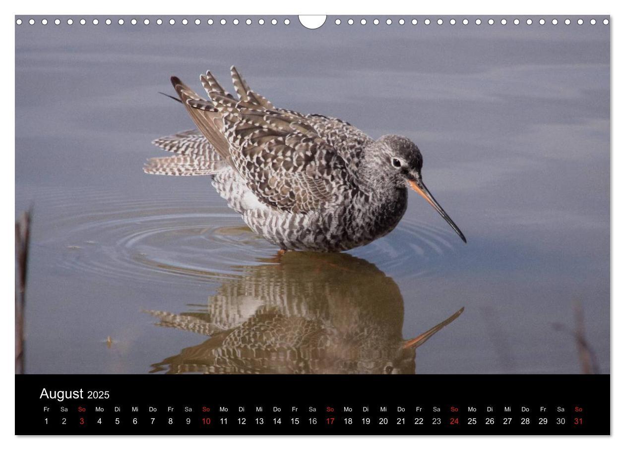 Bild: 9783435512737 | Limikolen Watvögel auf dem Zug (Wandkalender 2025 DIN A3 quer),...